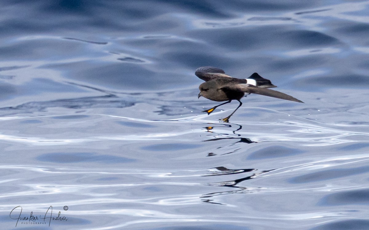 Океанник Вільсона - ML645675559