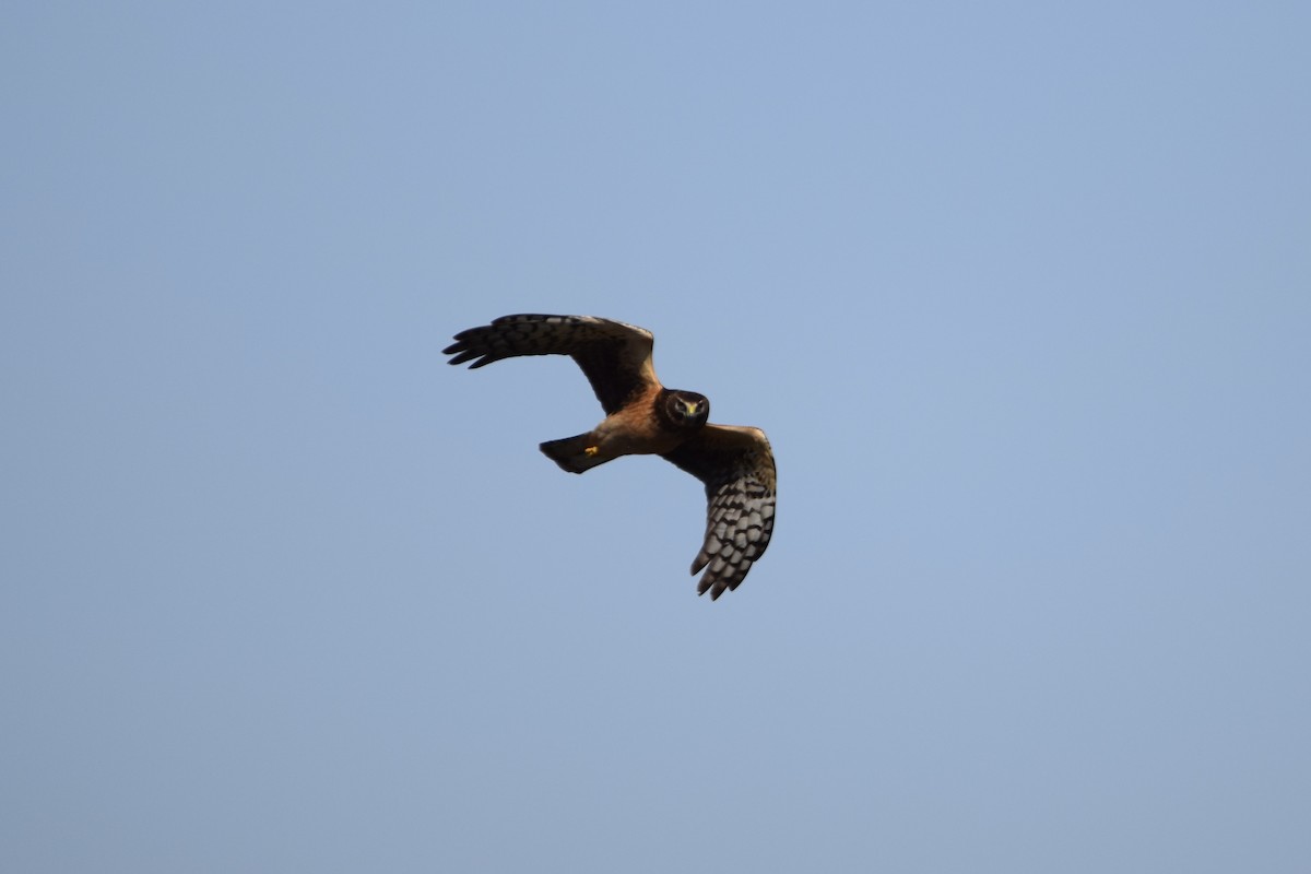 Northern Harrier - ML645675569