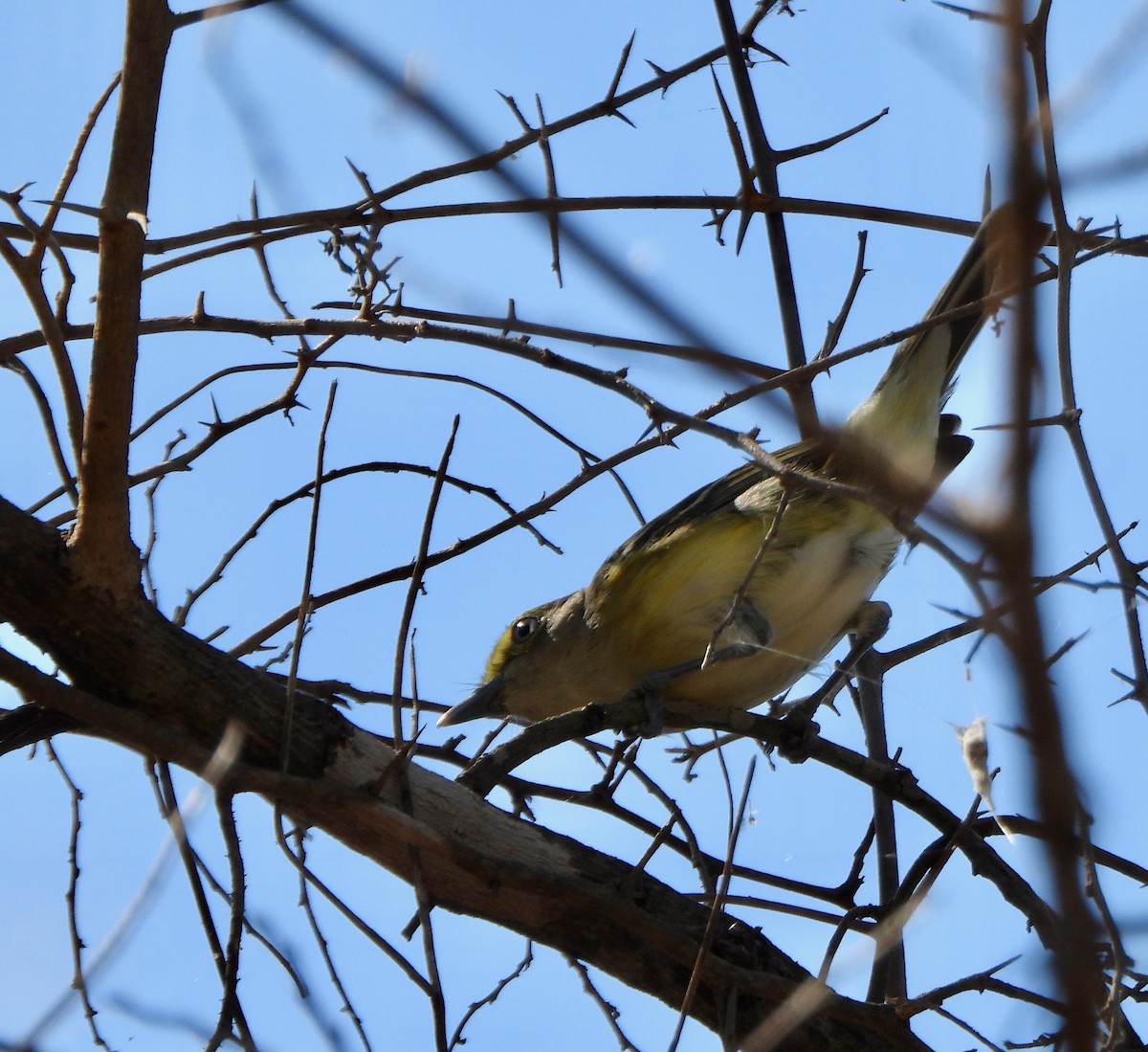 White-eyed Vireo - ML645675570