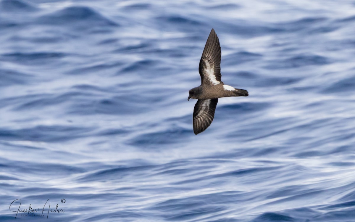 Качурка морська - ML645675577