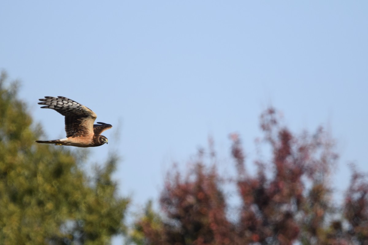 Northern Harrier - ML645675587