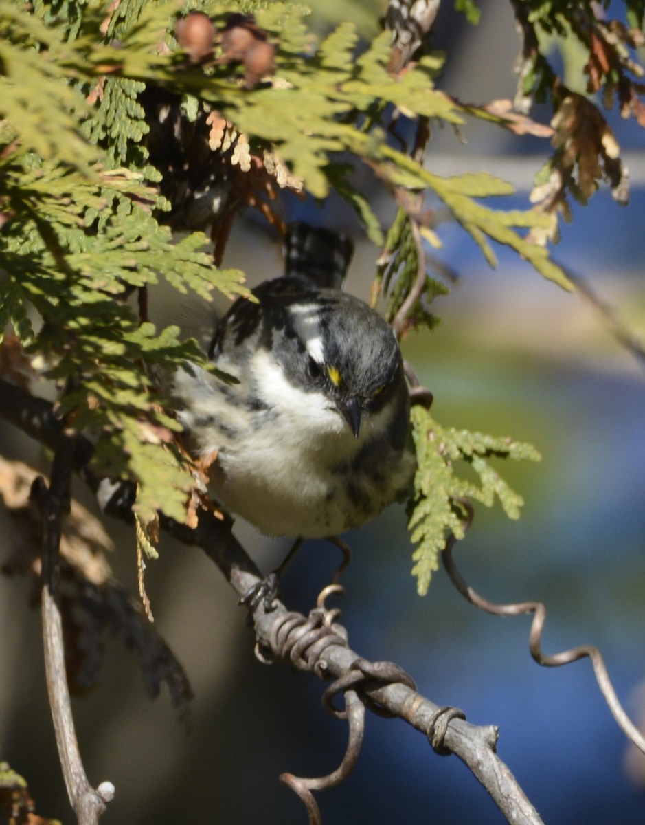 Black-throated Gray Warbler - ML645675589