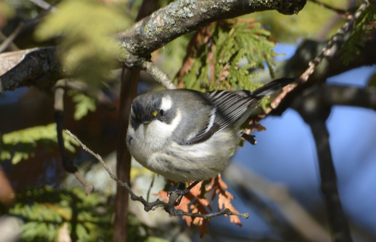 Black-throated Gray Warbler - ML645675590
