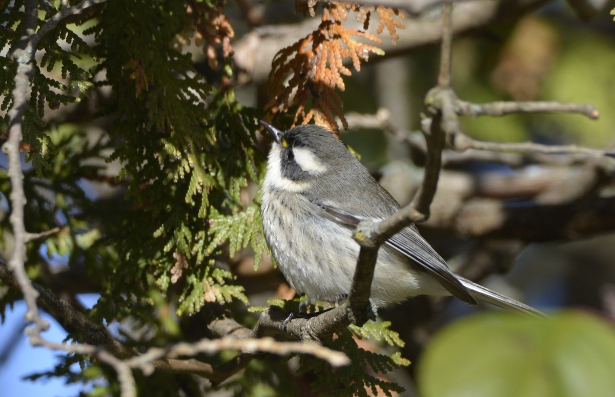 Black-throated Gray Warbler - ML645675591