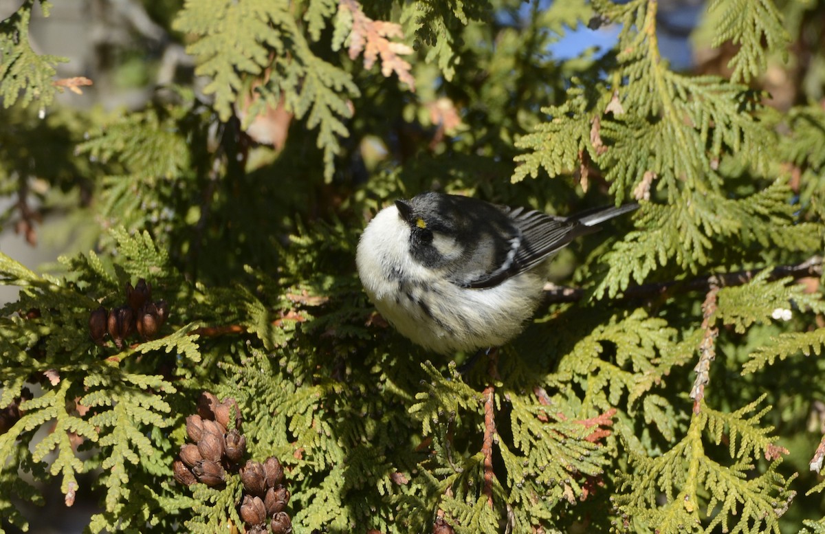 Black-throated Gray Warbler - ML645675593