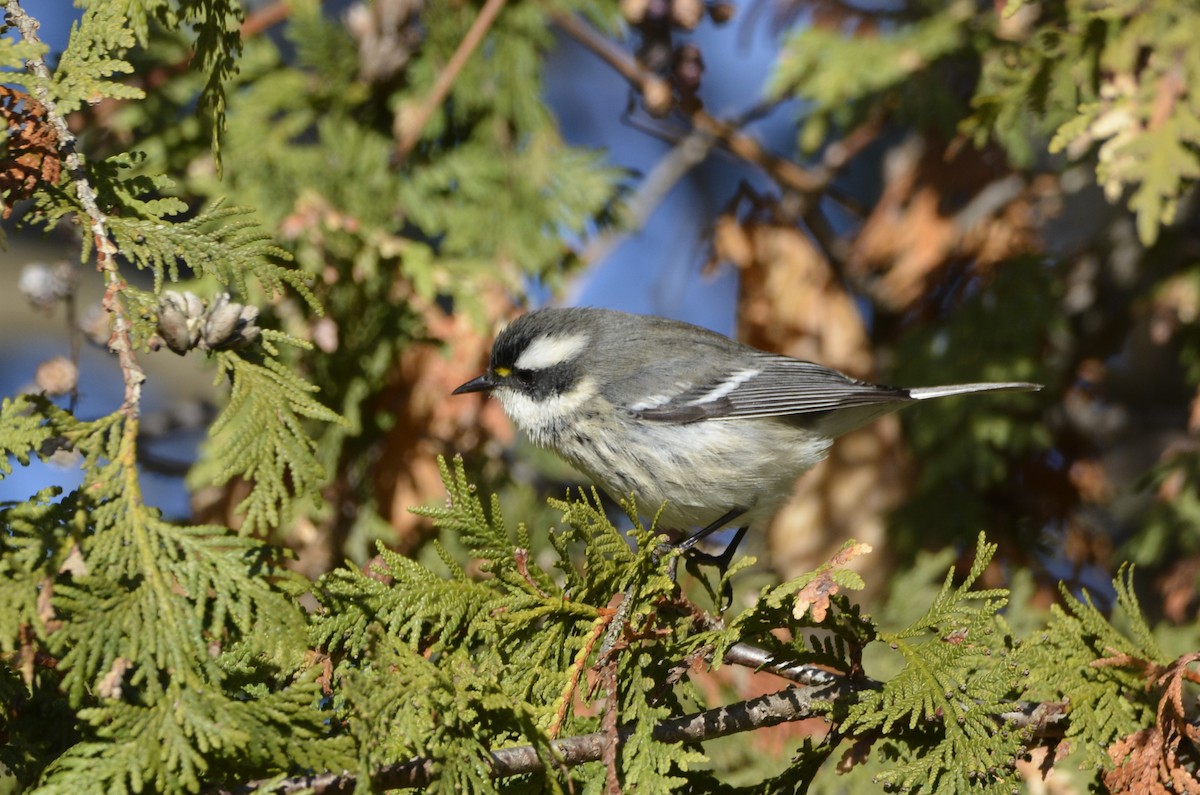 Black-throated Gray Warbler - ML645675594