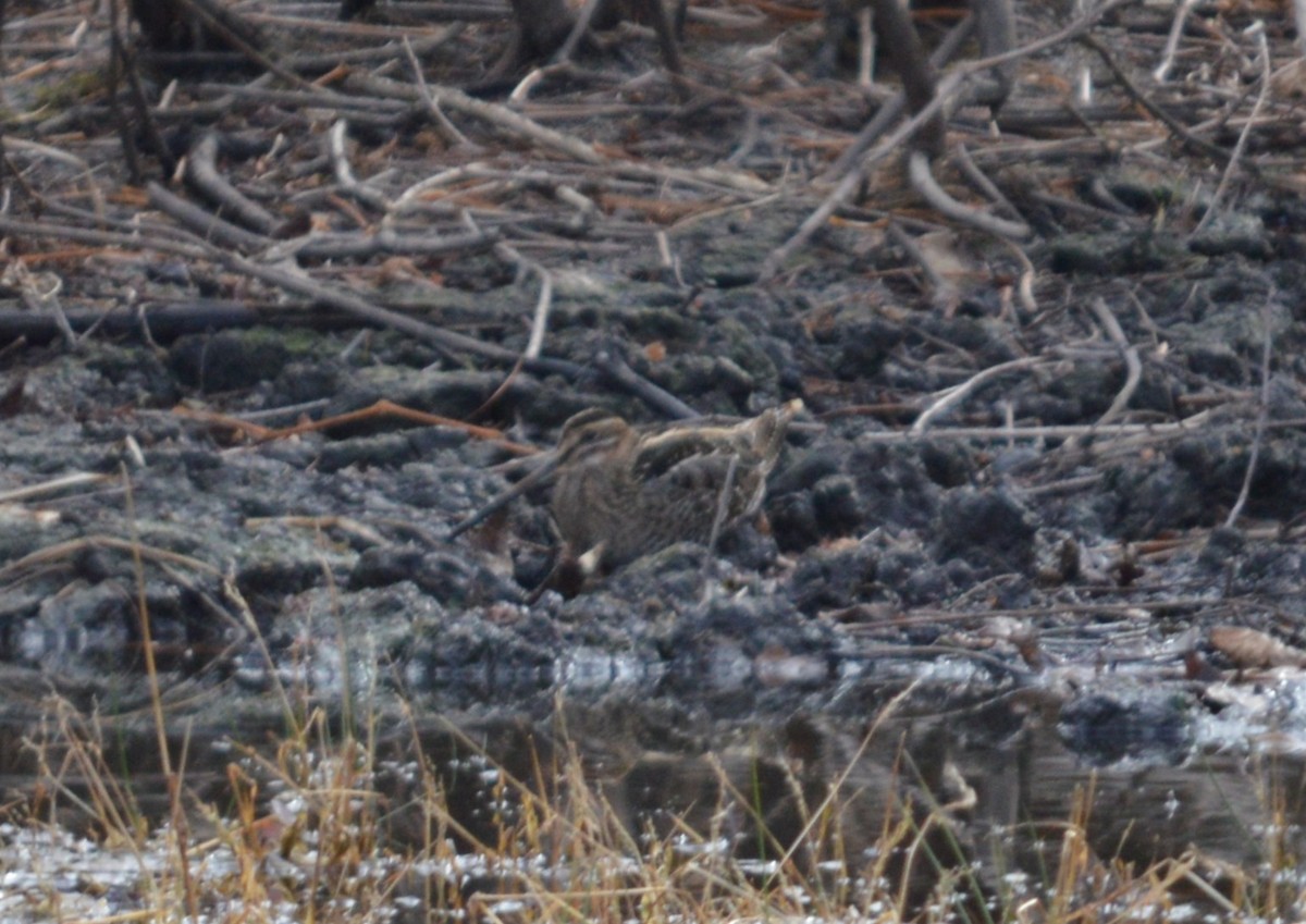 Wilson's Snipe - ML645675596