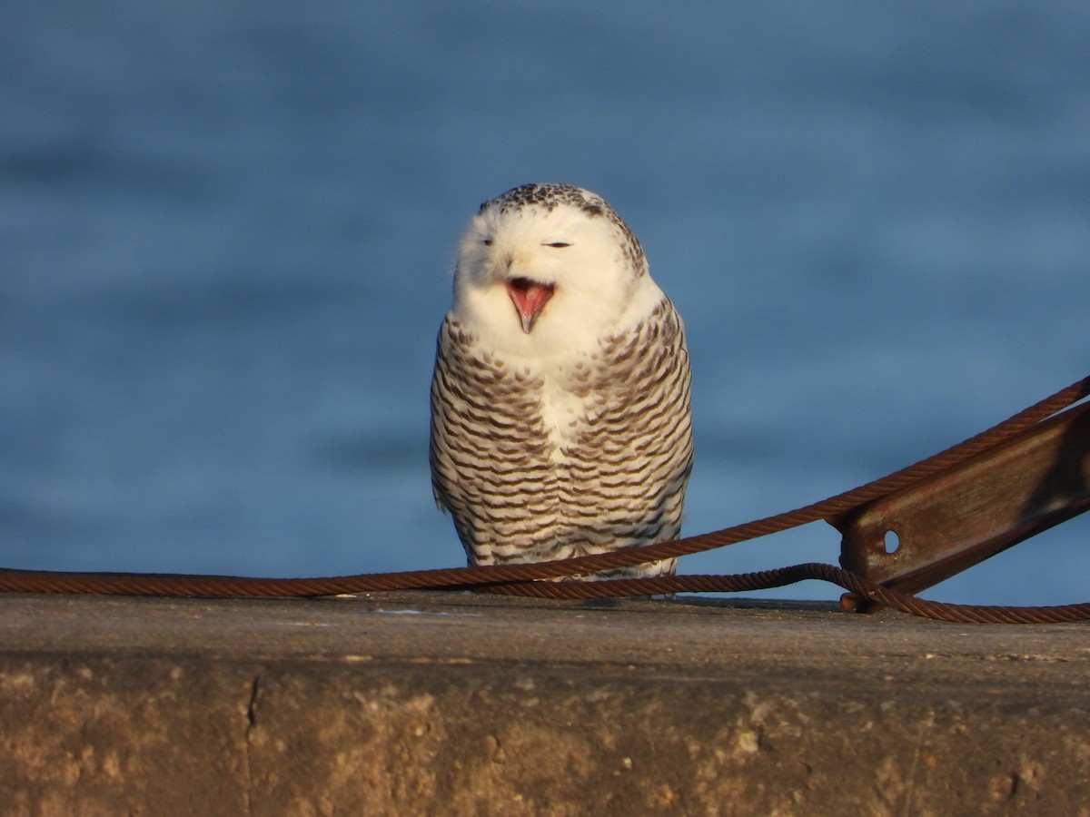 Snowy Owl - ML645675598