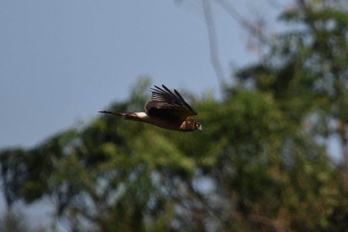 Northern Harrier - ML645675606