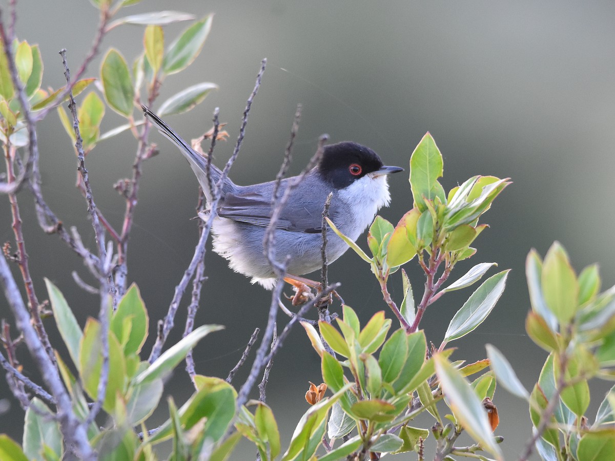 Sardinian Warbler - ML645675614