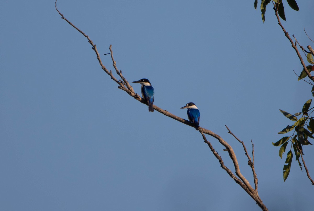 Forest Kingfisher - ML645675615