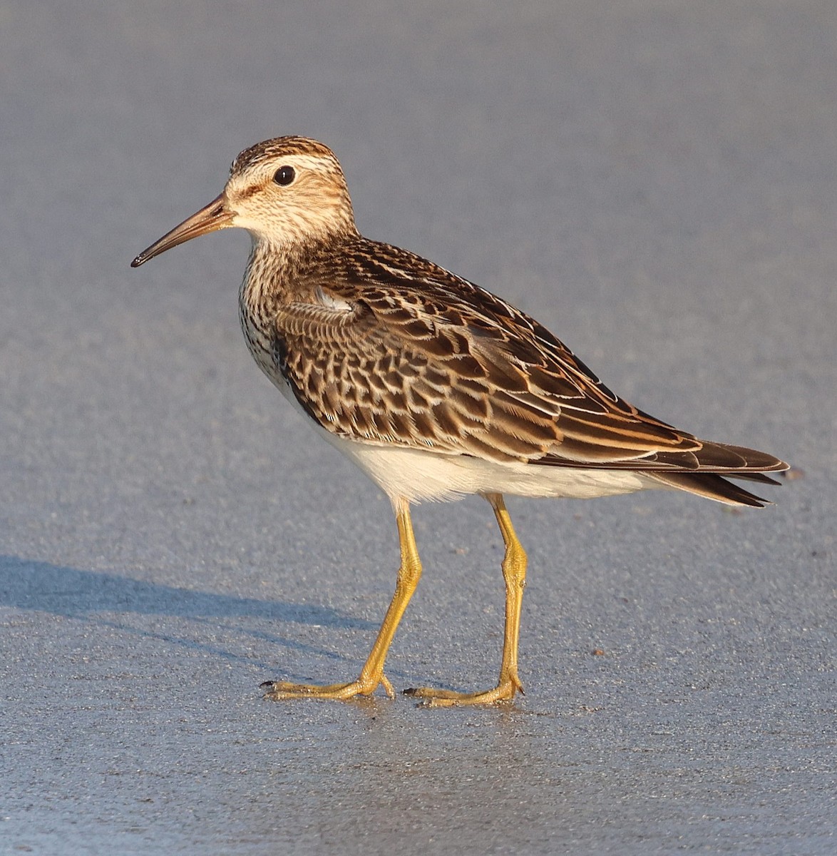 Çizgili Kumkuşu - ML645675624