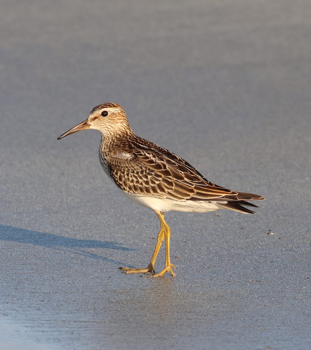 Çizgili Kumkuşu - ML645675625