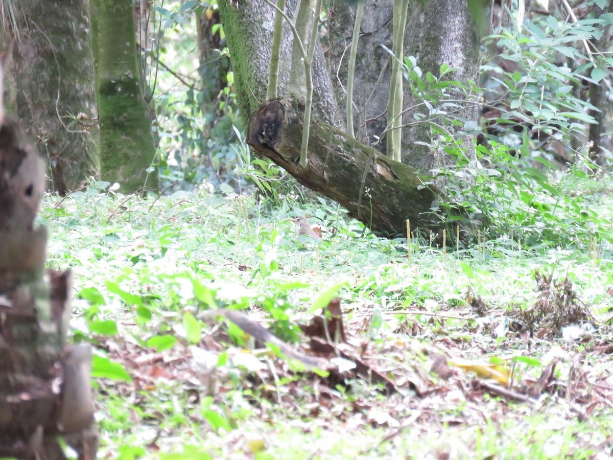 Fahlbrustdrossel - ML645675626