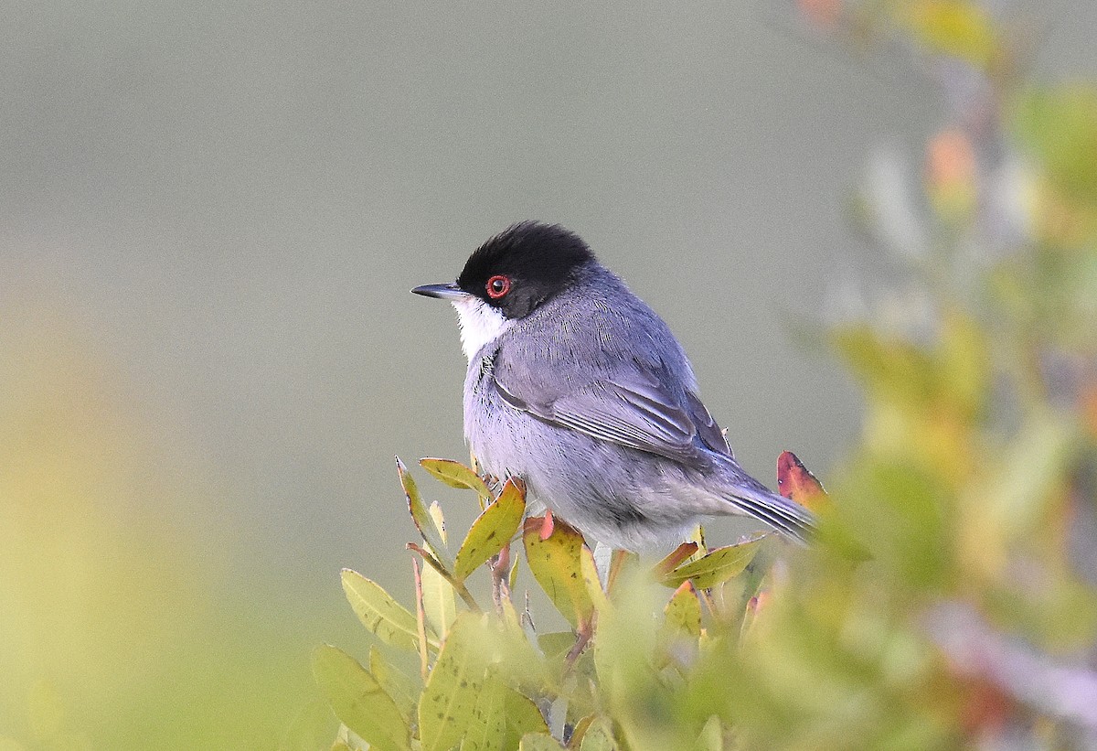 Sardinian Warbler - ML645675627