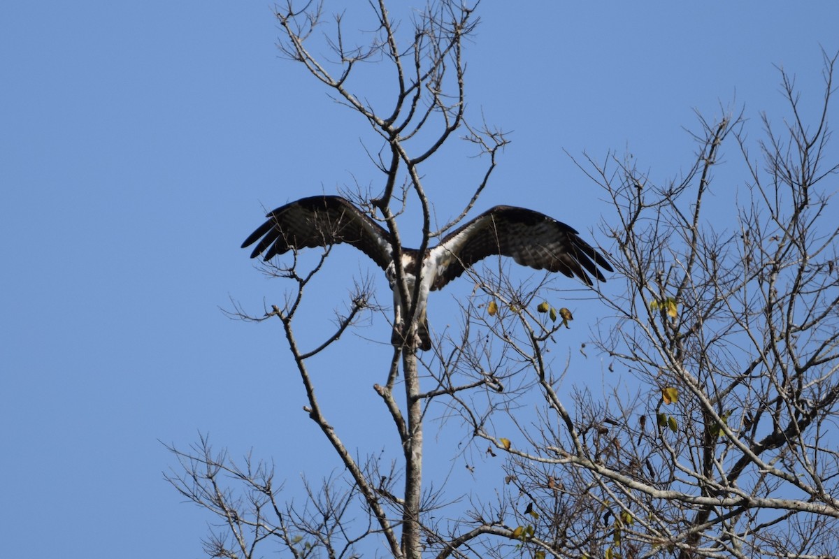Osprey - ML645675629