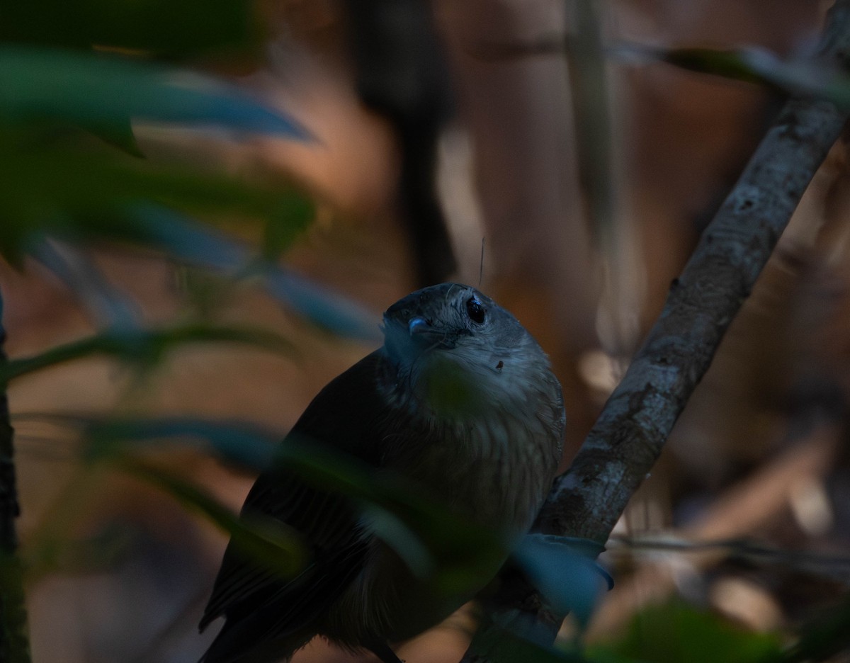 Little Shrikethrush (Arafura) - ML645675631