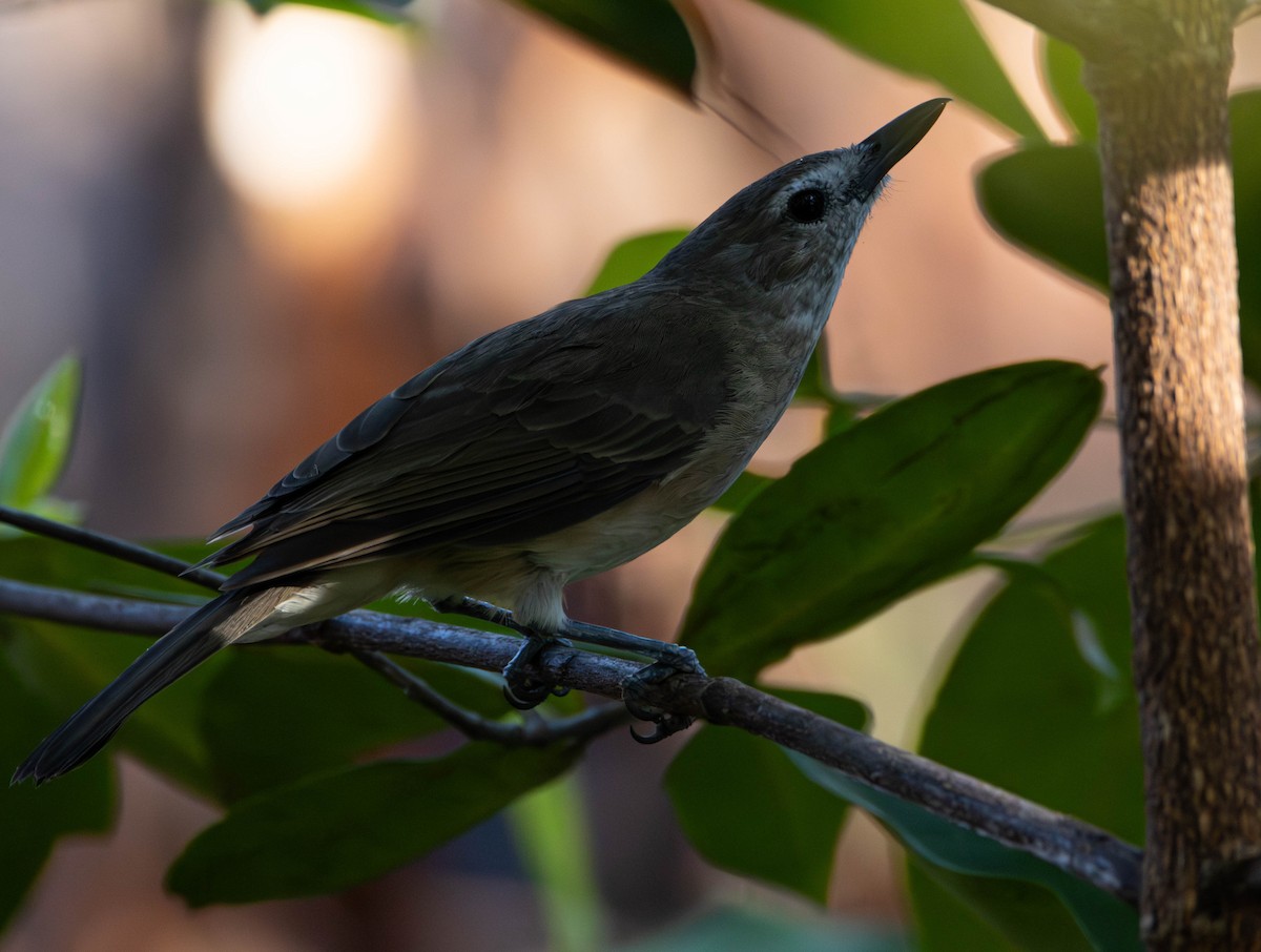 Little Shrikethrush (Arafura) - ML645675632