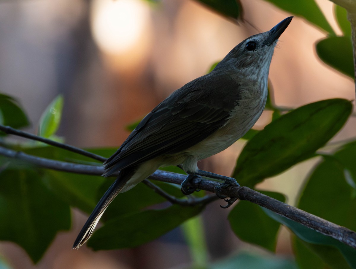 Little Shrikethrush (Arafura) - ML645675638