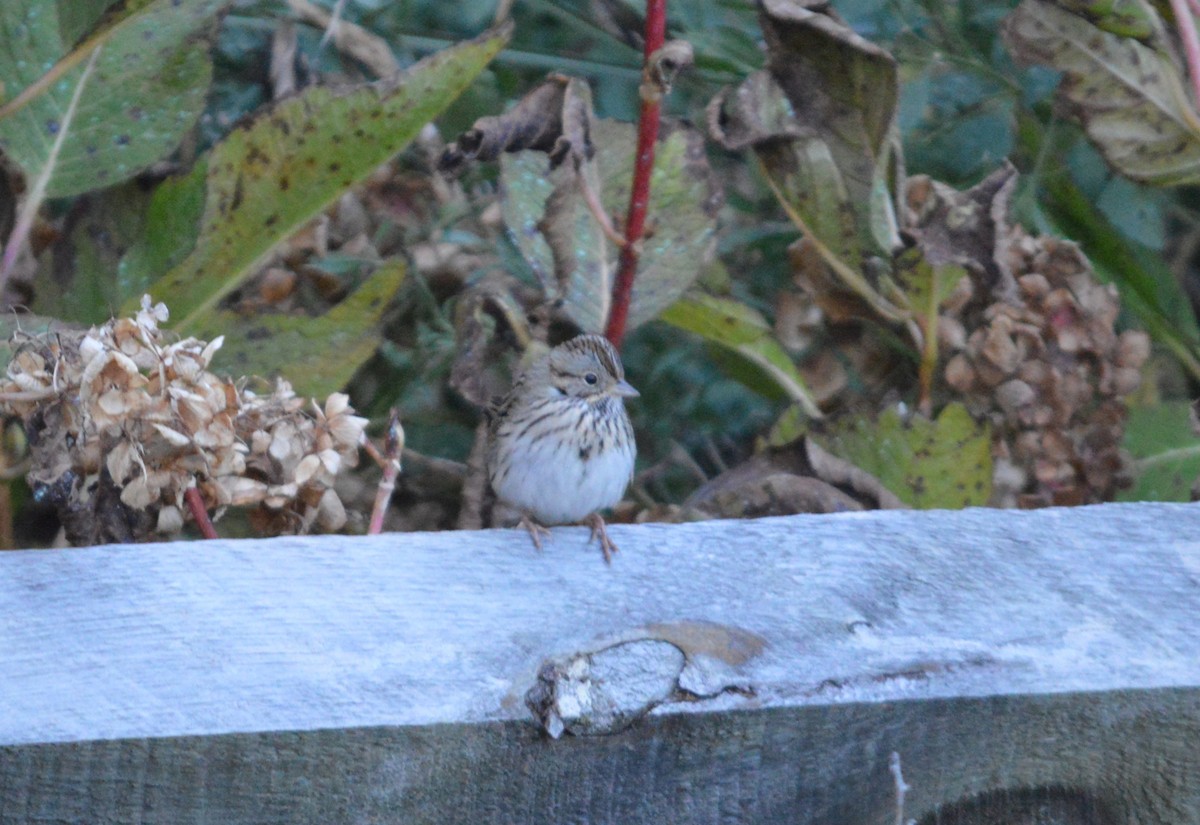 Lincoln's Sparrow - ML645675640