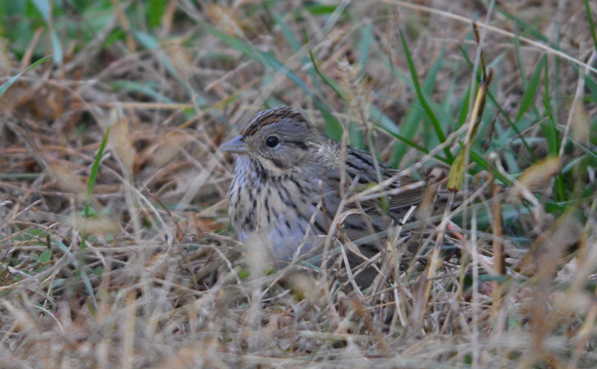 Lincoln's Sparrow - ML645675641