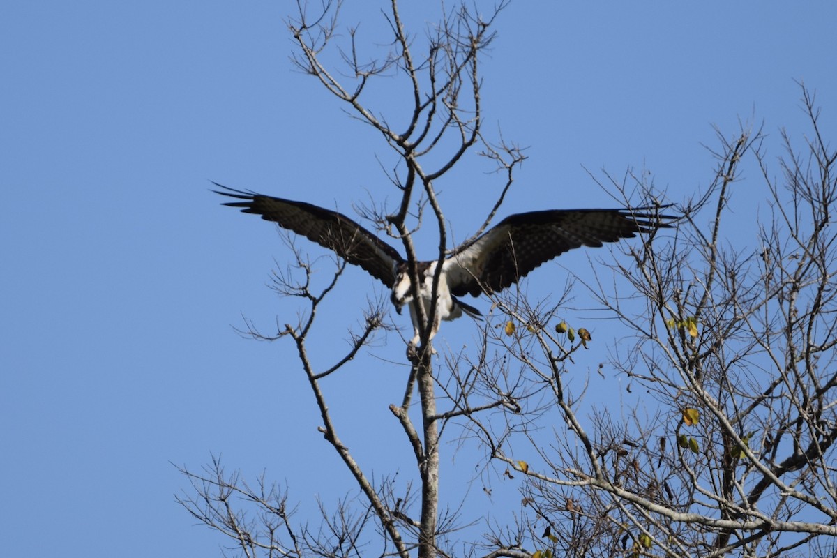 Osprey - ML645675642