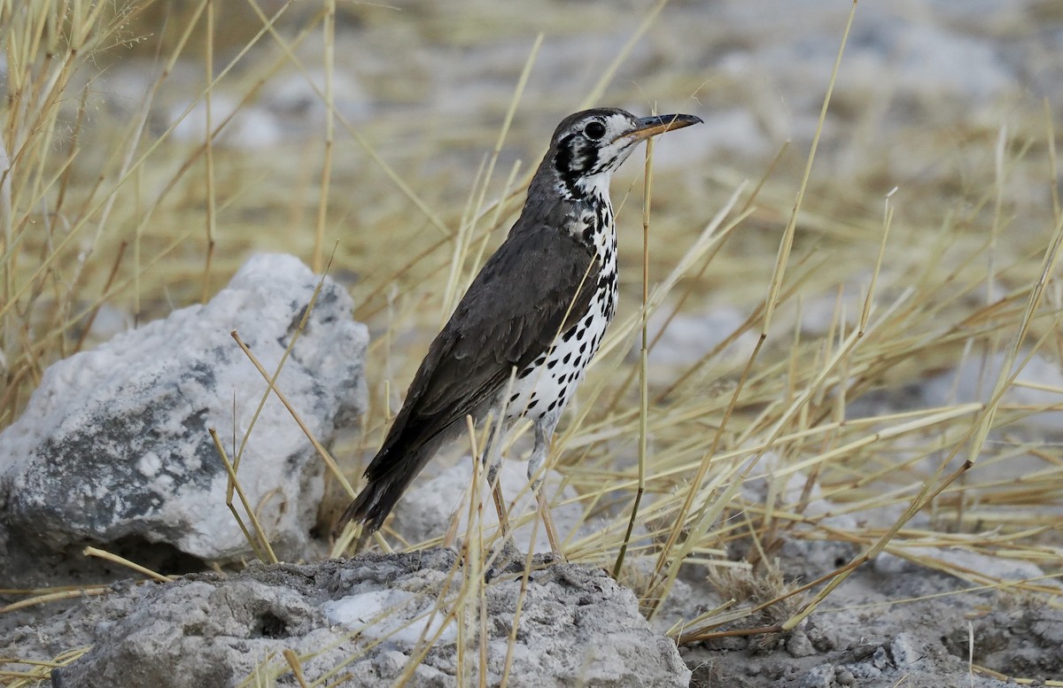 Groundscraper Thrush - ML645675654