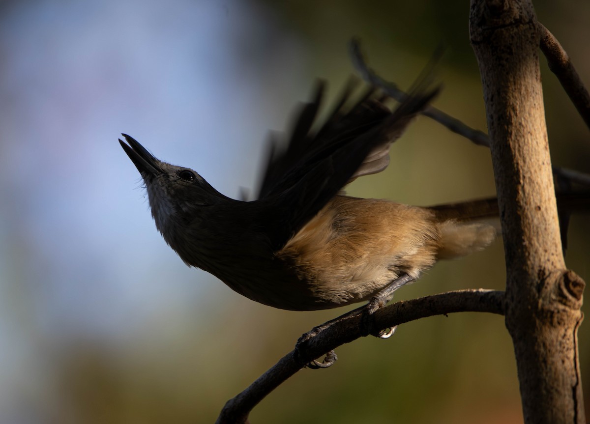 Little Shrikethrush (Arafura) - ML645675655