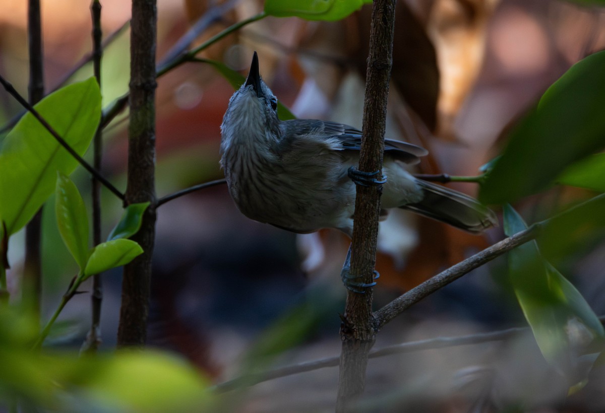 Little Shrikethrush (Arafura) - ML645675656