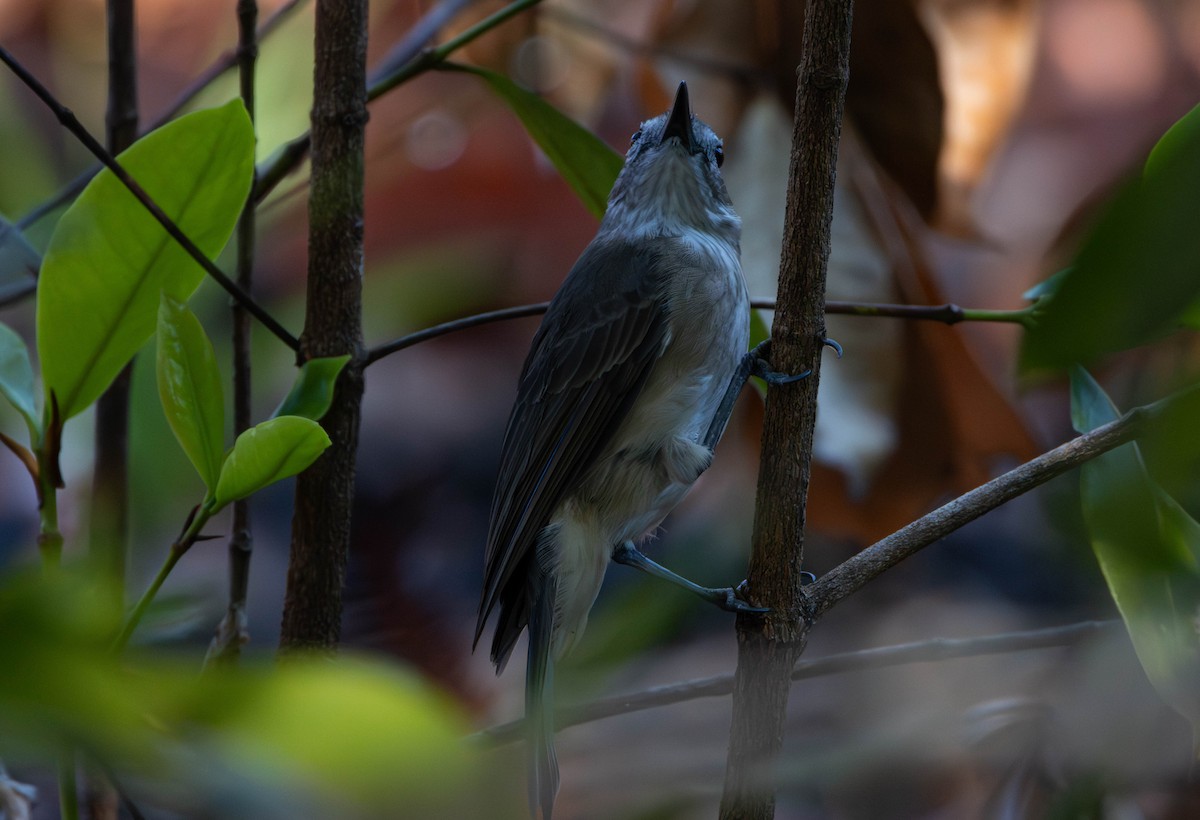 Little Shrikethrush (Arafura) - ML645675657