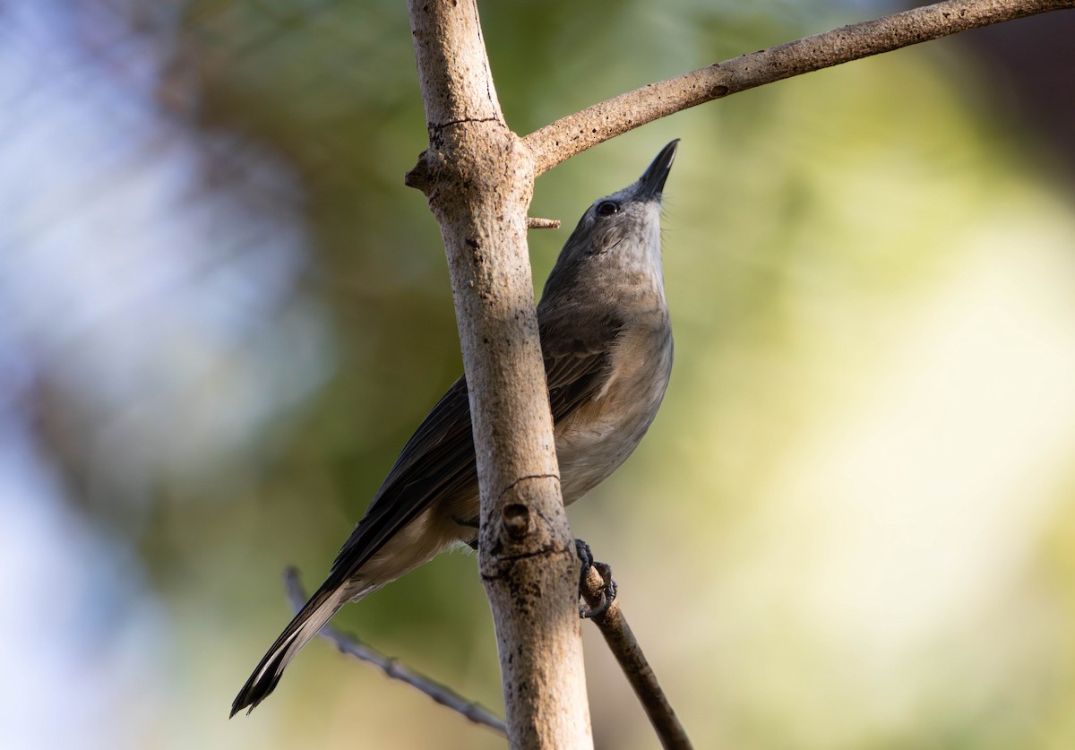 Little Shrikethrush (Arafura) - ML645675659