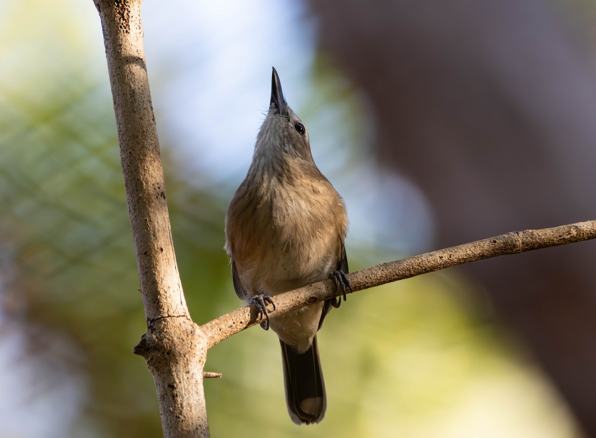 Little Shrikethrush (Arafura) - ML645675660