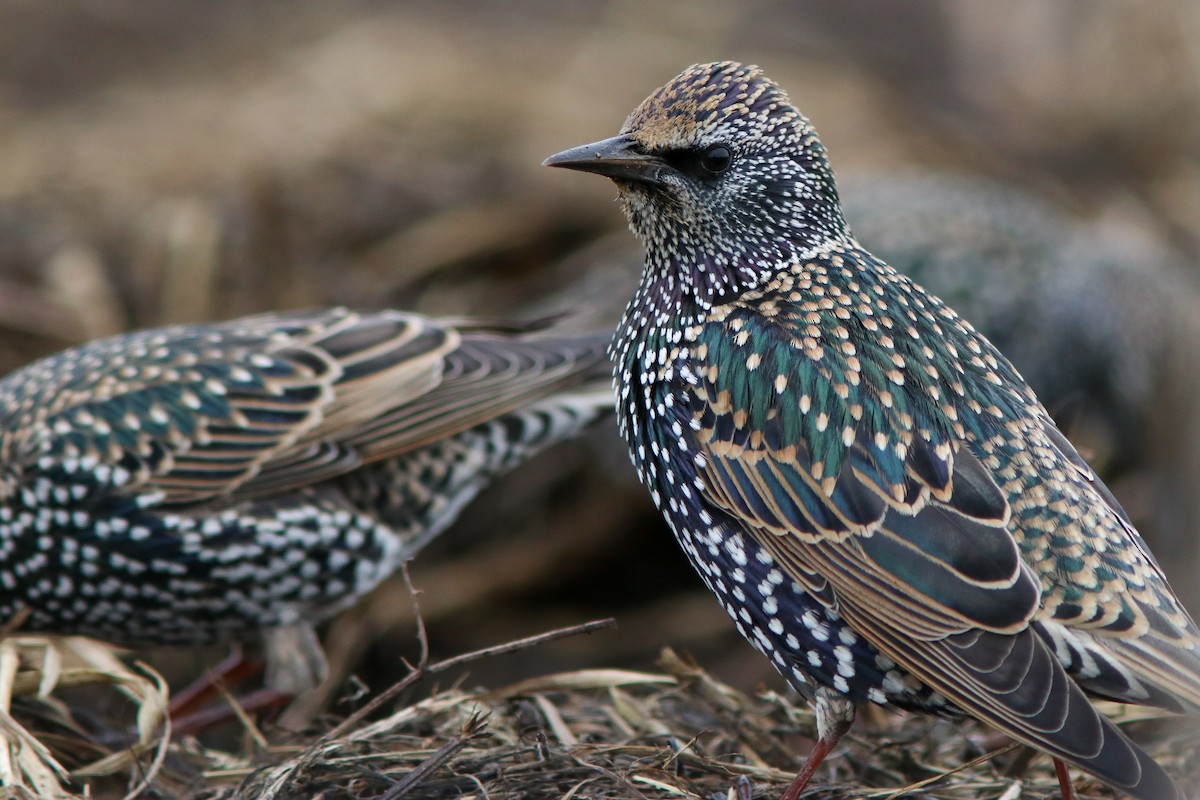 Arabazozo pikarta - ML645675662