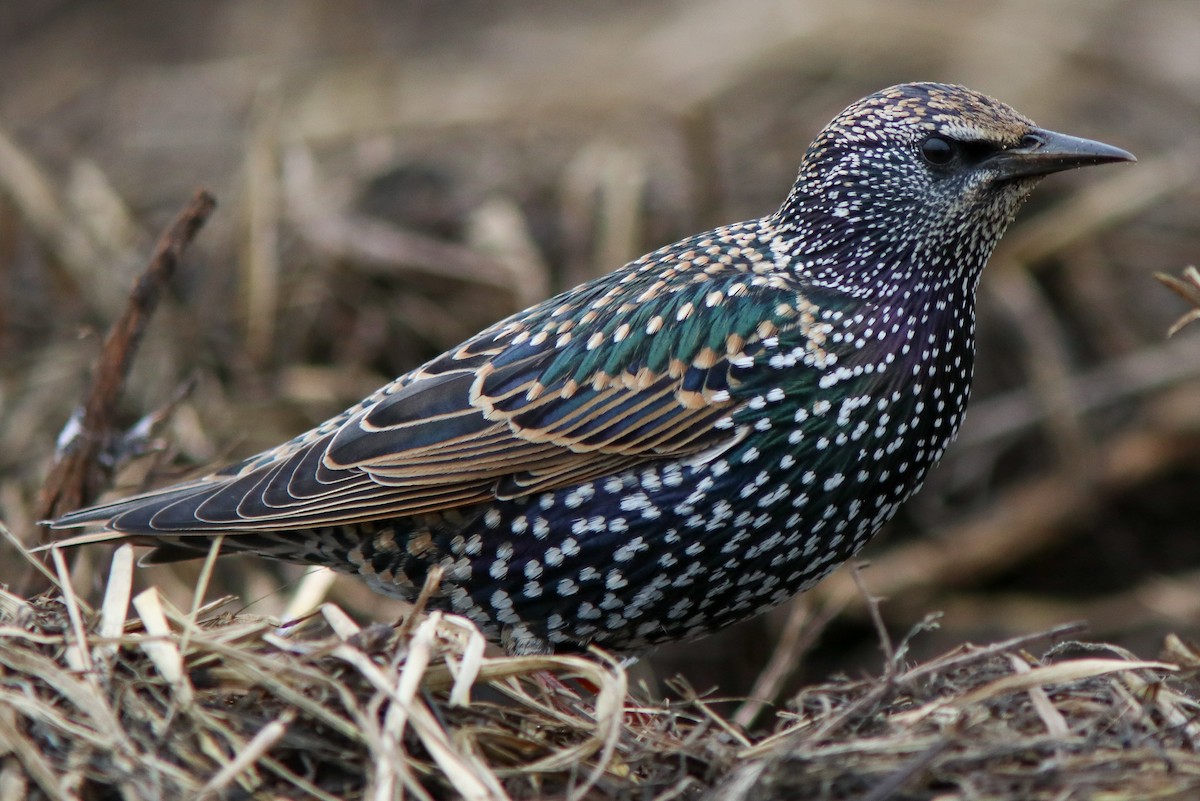 Arabazozo pikarta - ML645675663