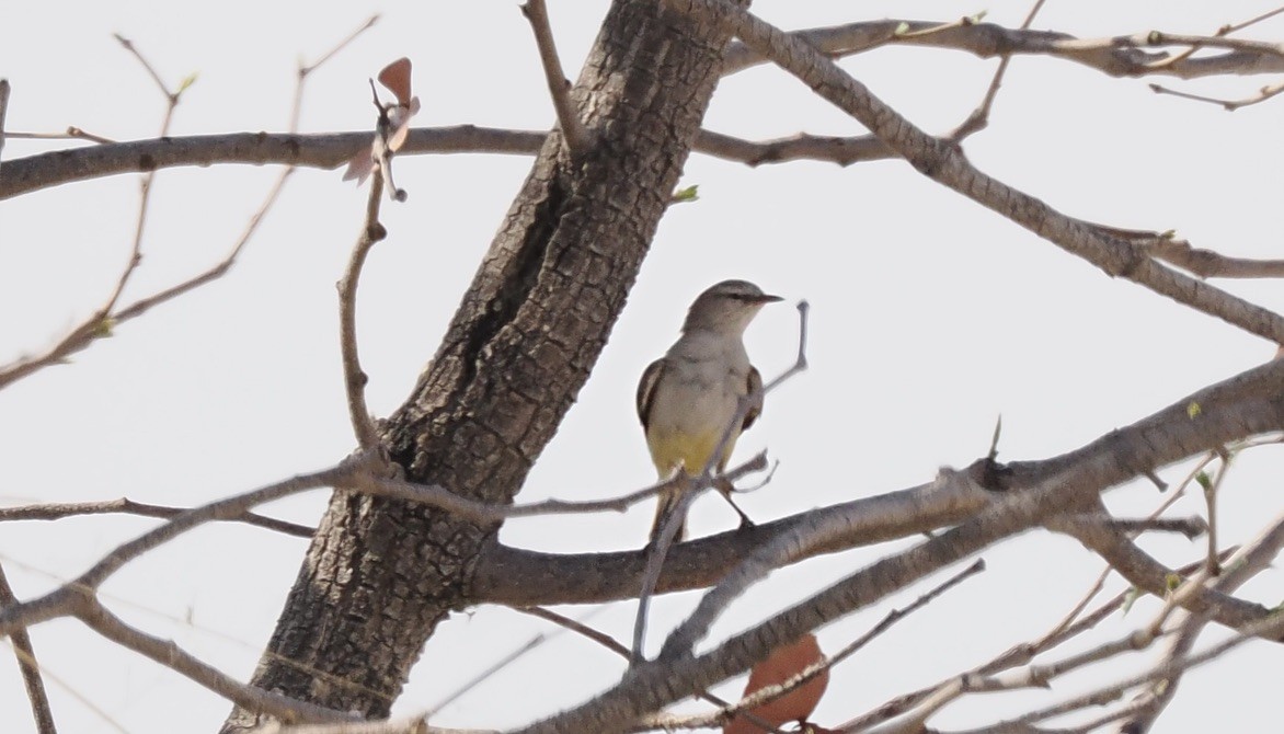 Yellow-bellied Eremomela - ML645675670