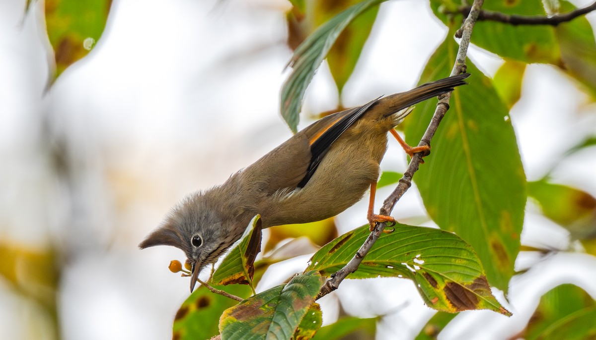 Югина темнокрила - ML645675695