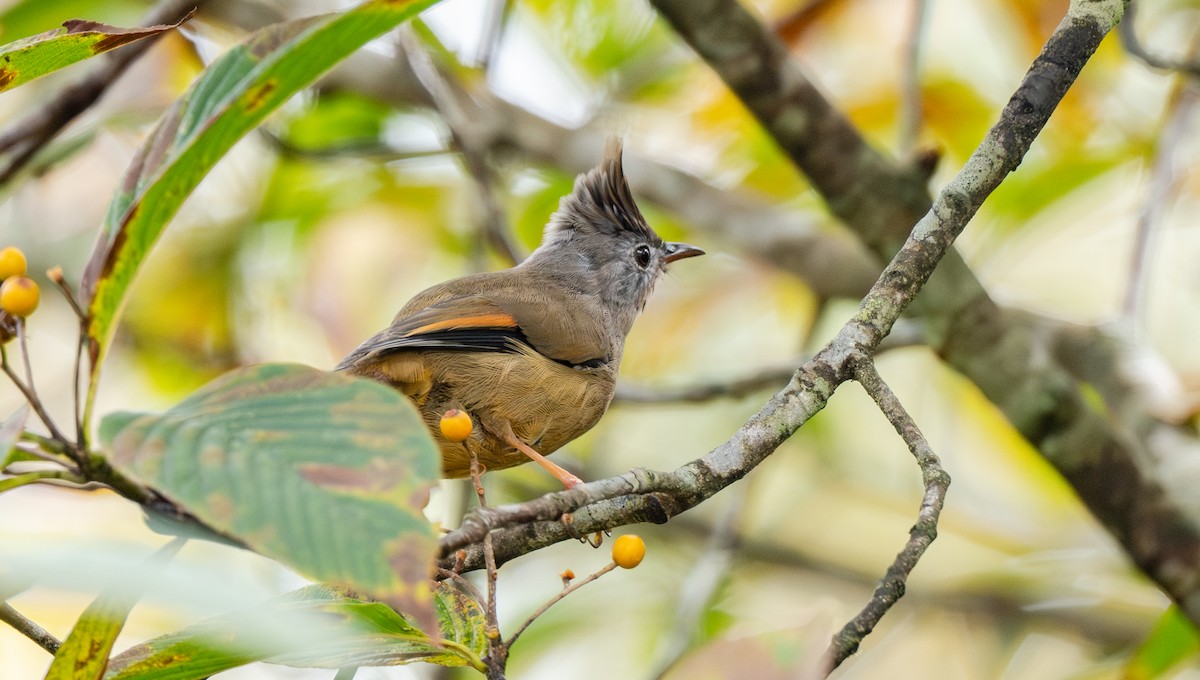 Югина темнокрила - ML645675696