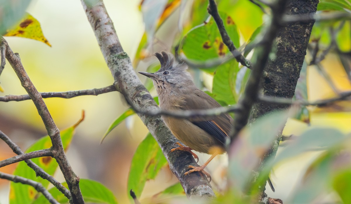 Югина темнокрила - ML645675697