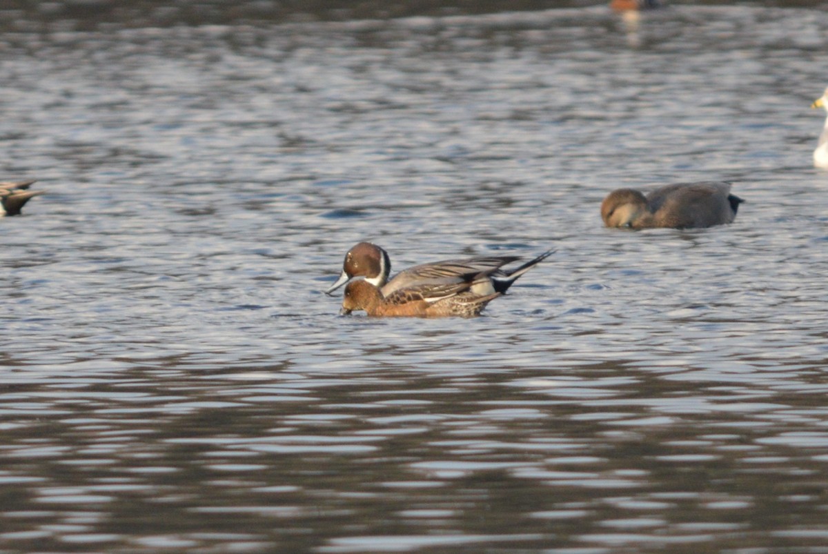 Eurasian Wigeon - ML645675700