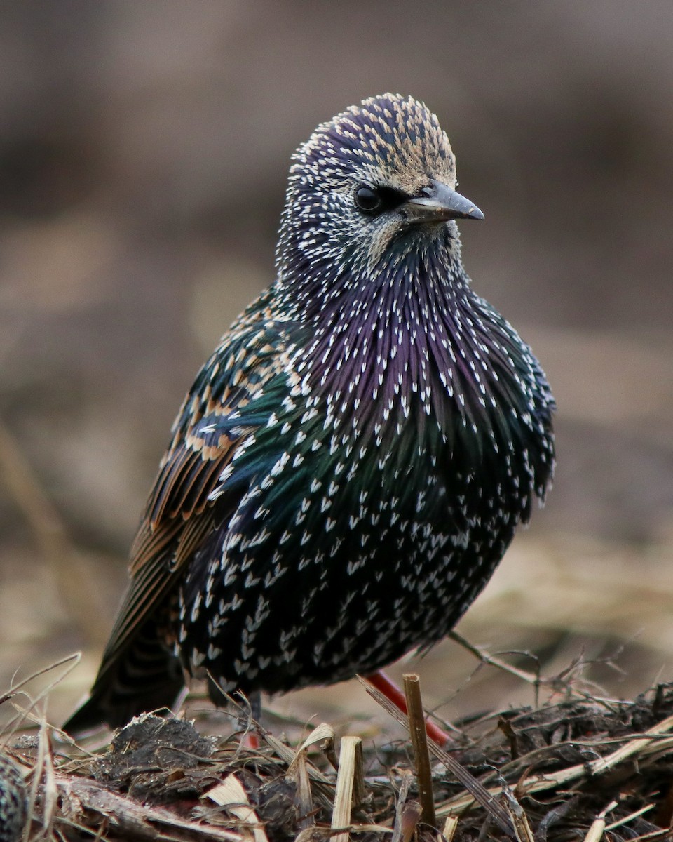 Arabazozo pikarta - ML645675718