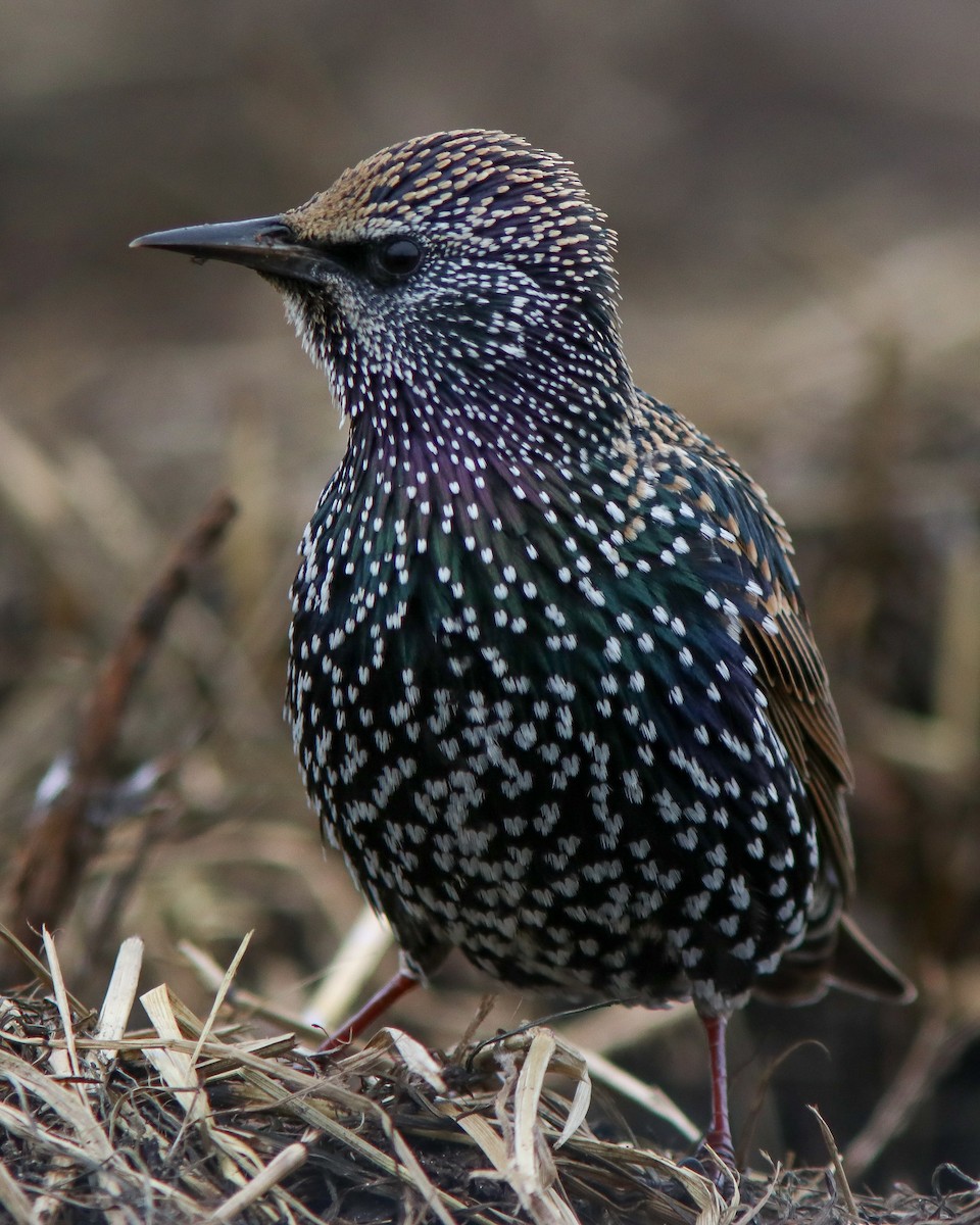 Arabazozo pikarta - ML645675719