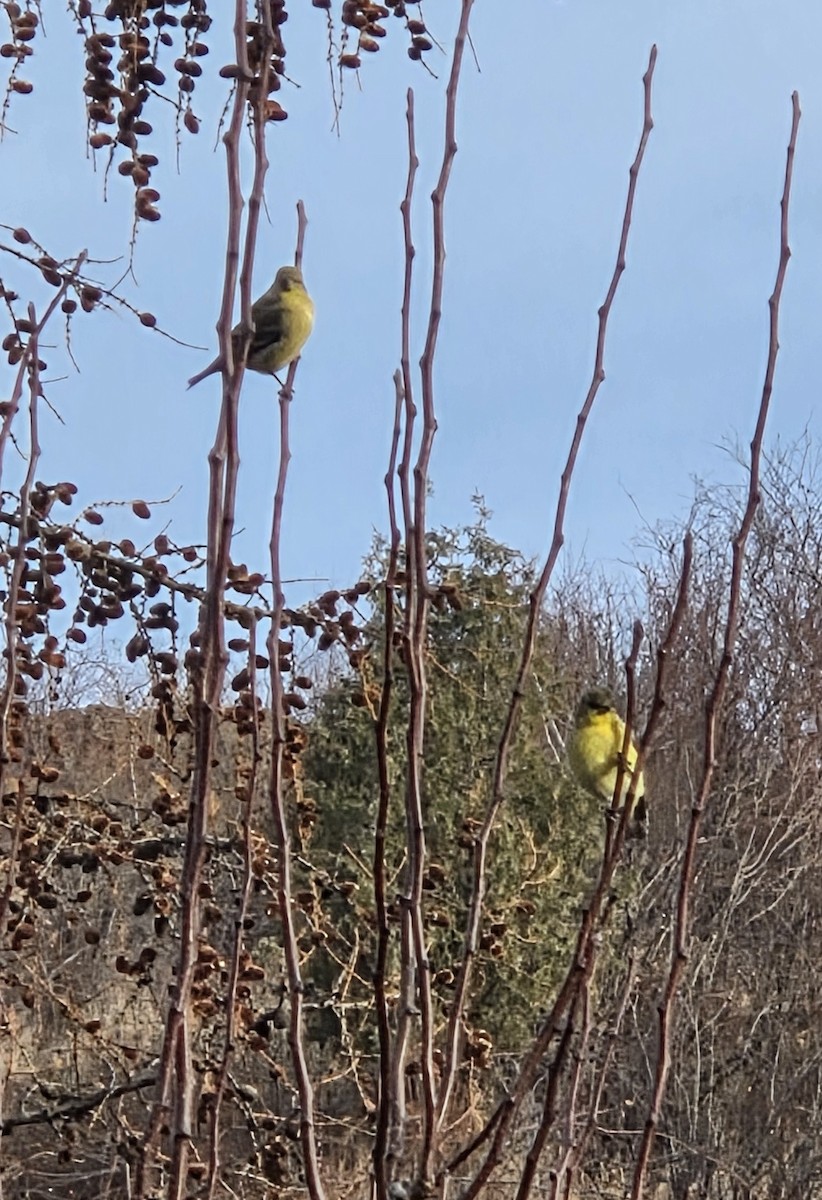 čížek mexický - ML645675725