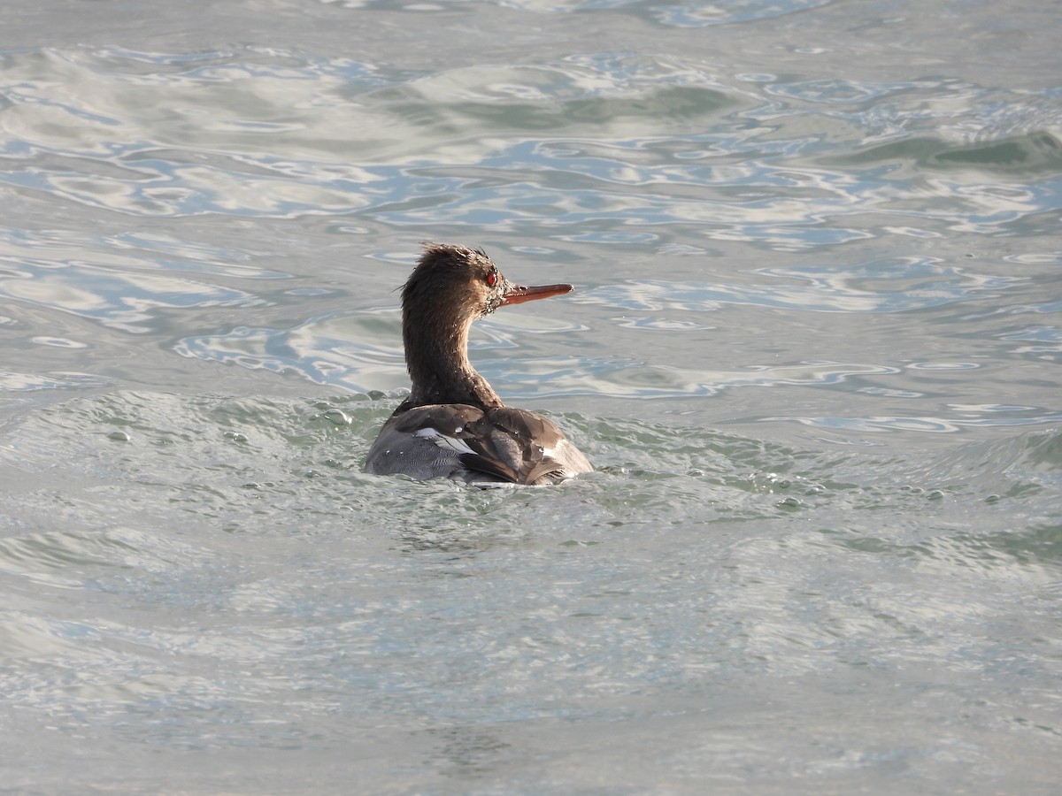 Red-breasted Merganser - ML645675728