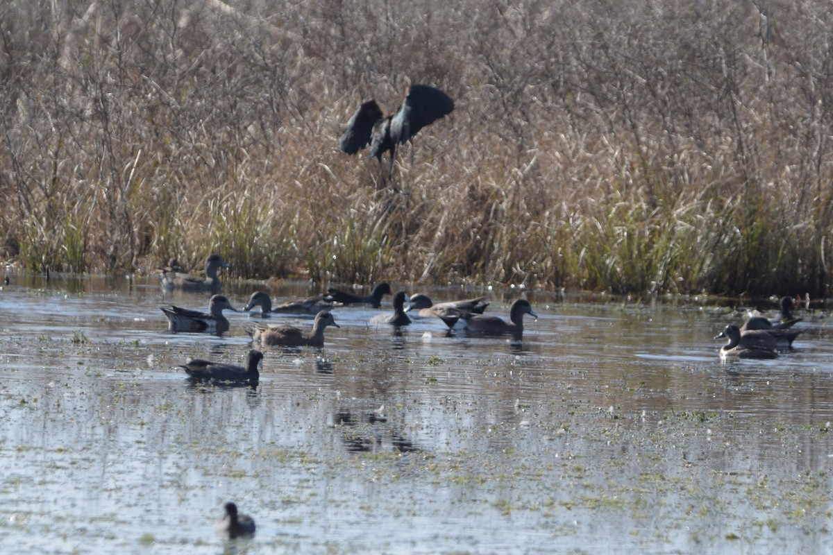 American Wigeon - ML645675729