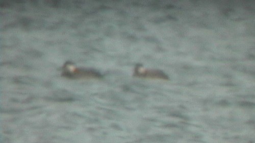 turpan žlutozobý - ML645675730