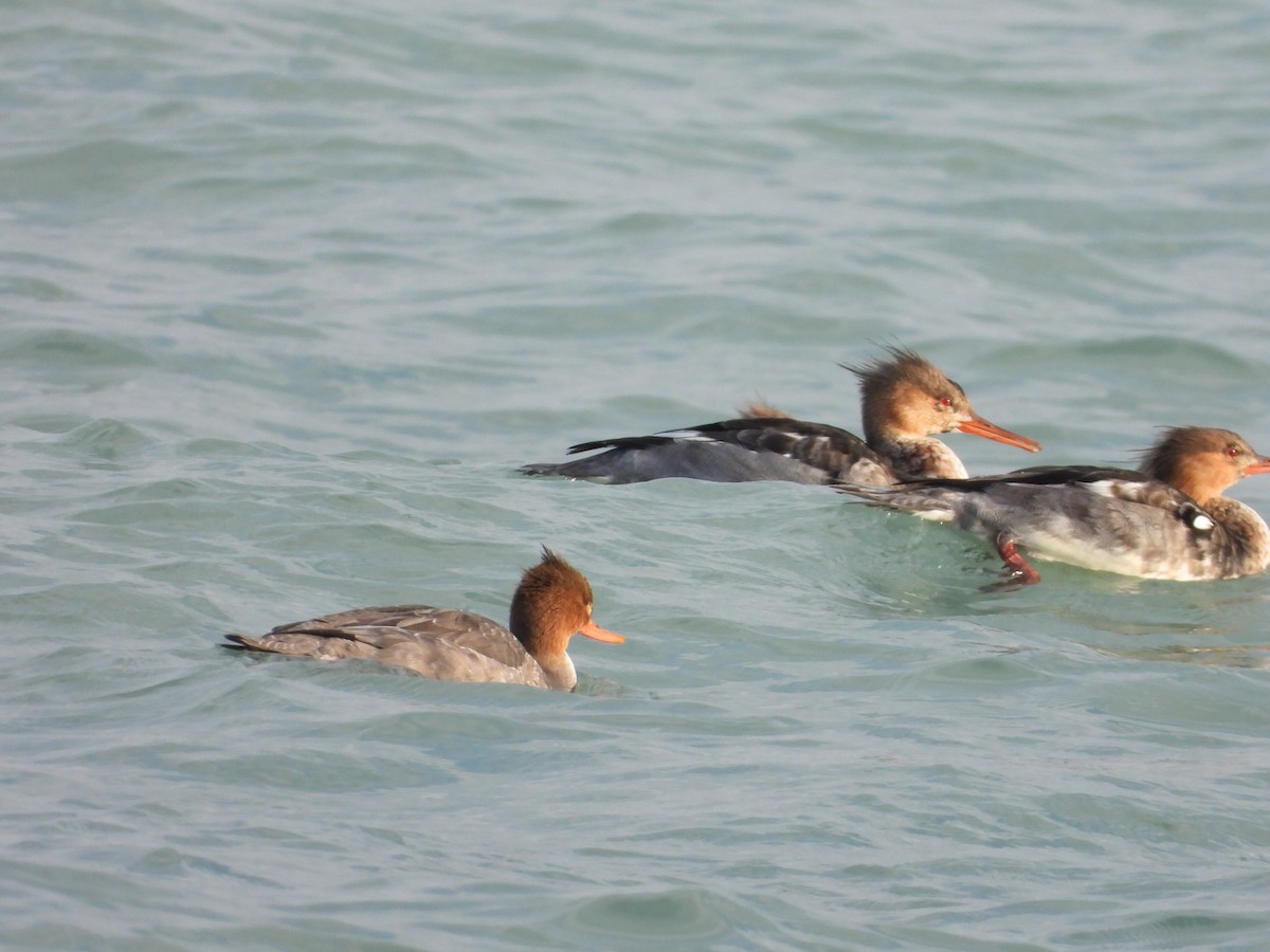 Red-breasted Merganser - ML645675742