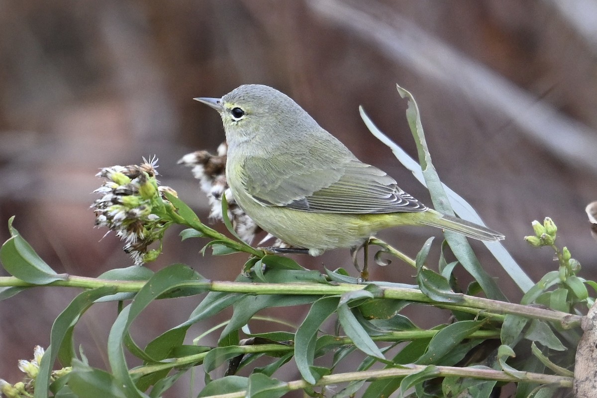 lesňáček hvězdičkový - ML645675743