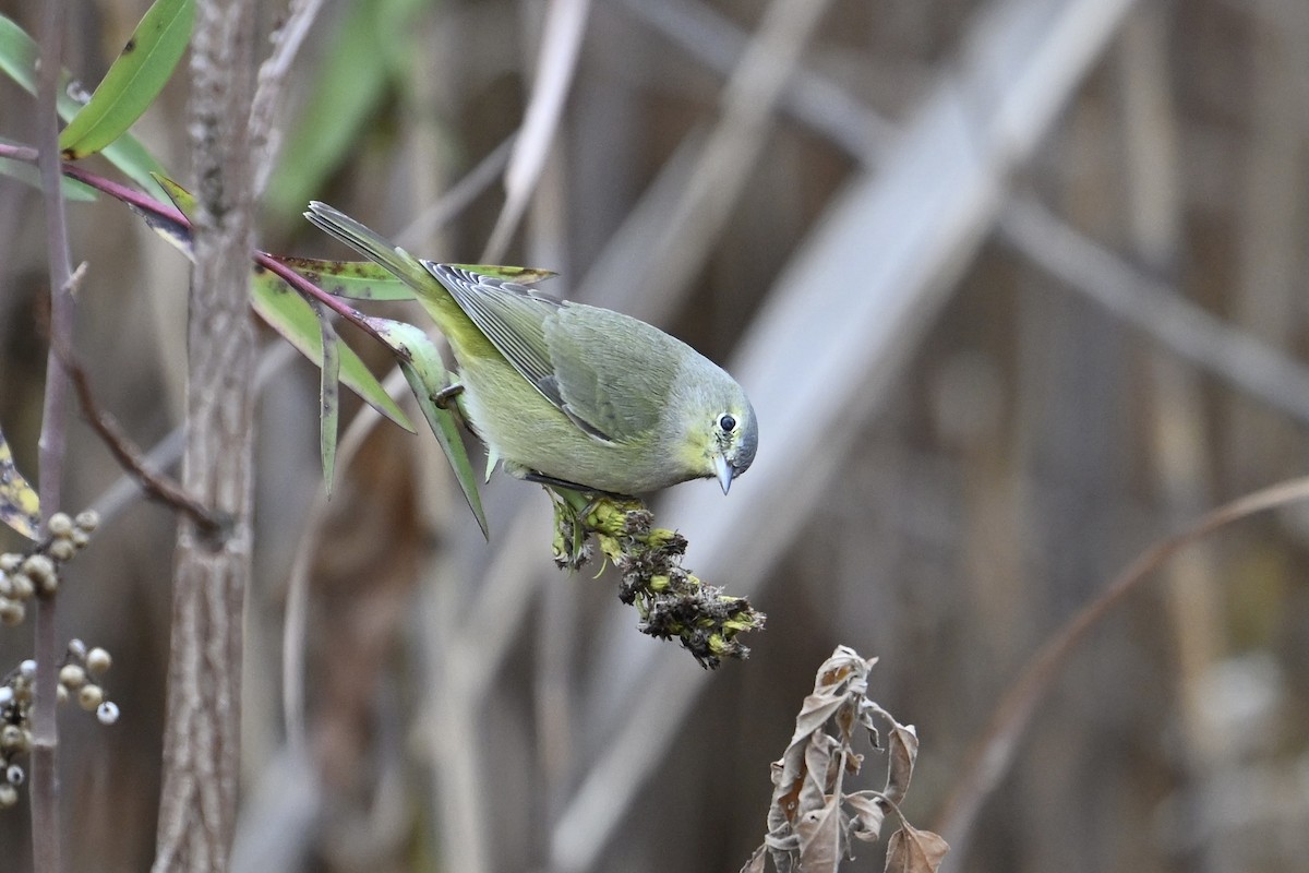 lesňáček hvězdičkový - ML645675744