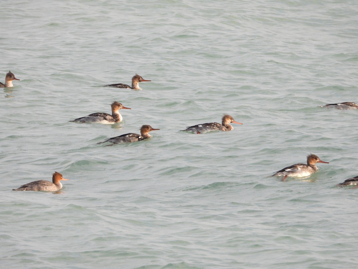Red-breasted Merganser - ML645675745