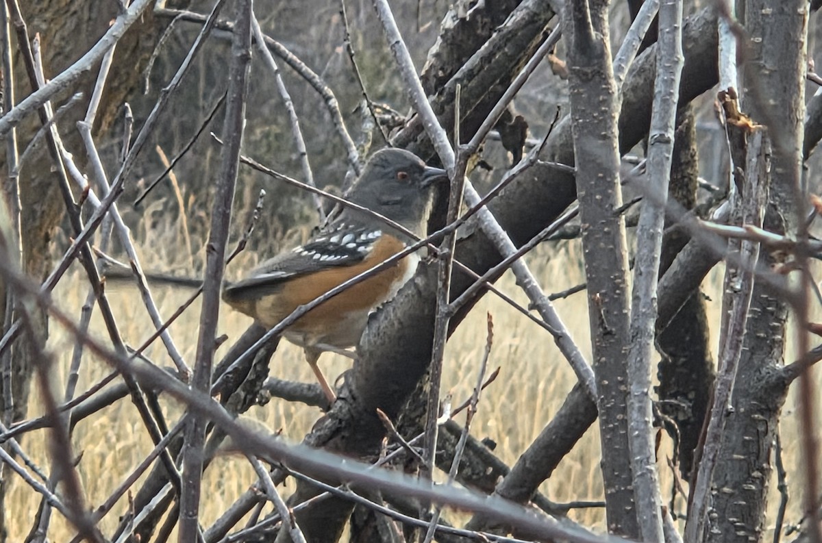 Spotted Towhee - ML645675758